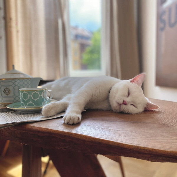 Weiße Katze schläft auf Holztisch neben Teetasse und Kanne, sonniger Raum. Fürstenberg Porzellan.